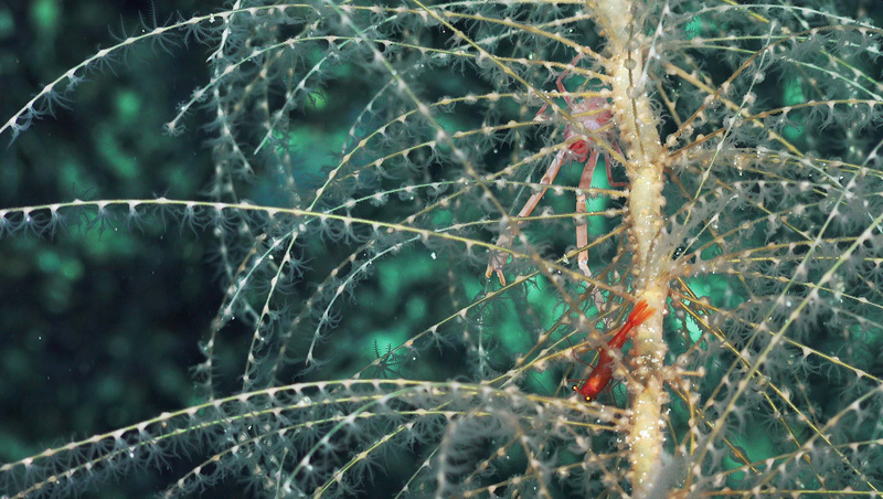 Trapezia, un tipo de cangrejo